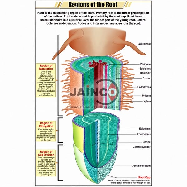 Regions of Root Chart